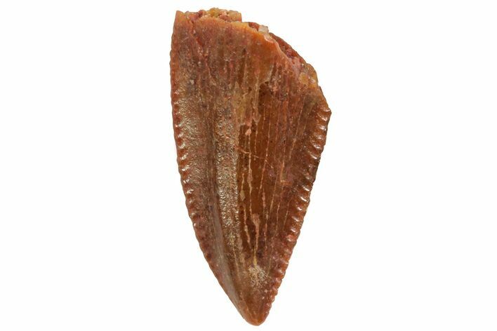 Serrated, Raptor Tooth - Real Dinosaur Tooth #80069